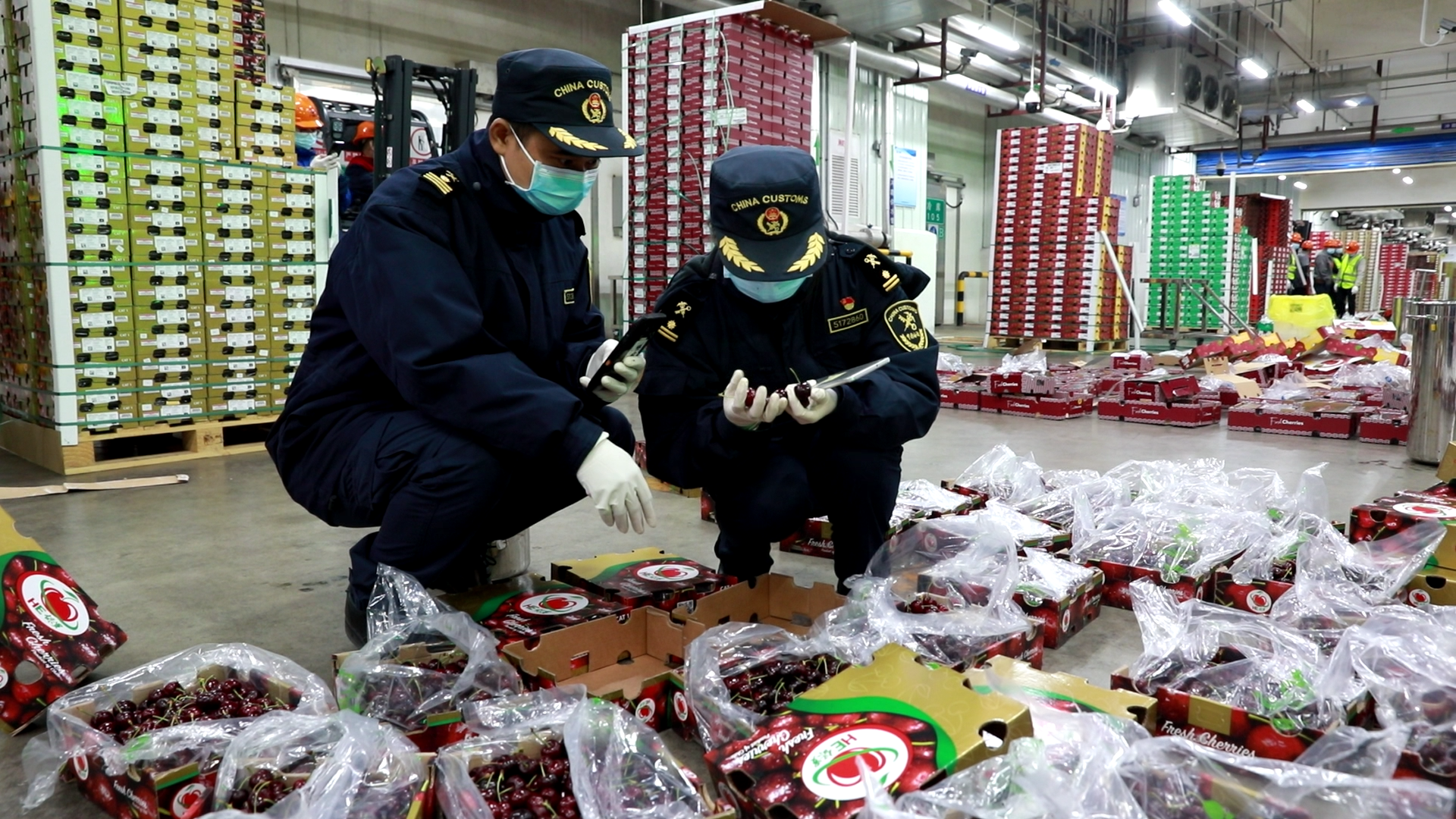 广州海关所属南沙海关关员在对进口智利车厘子进行监管.png